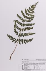 Dryopteris carthusiana. Herbarium specimen of self-sown plant from Kerikeri, AK 296560, showing a 3-pinnate frond.
 Image: Auckland Museum © Auckland Museum All rights reserved
